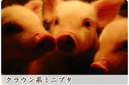 クラウン系ミニブタ