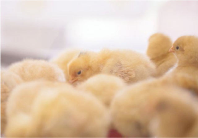 sec-chicken sec-chicken
