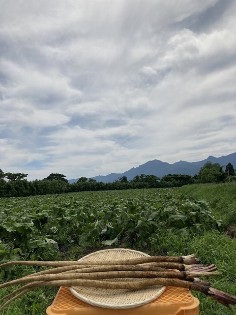 畜糞を使用して生産したゴボウ